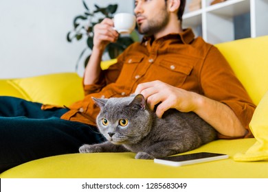 selective focus of smartphone, british shorthair cat and man with coffee on sofa  - Powered by Shutterstock