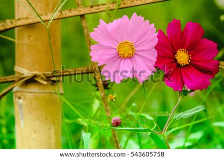 Similar – Astern Sommer Garten Natur