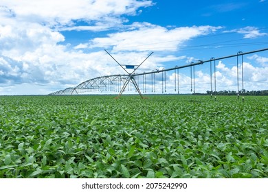 Selective focus of soy leaves plantation with central pivot irrigation machine on sunny summer day. Concept of agriculture, environment, soybeans field, ecology, technology, agronomy, economy.