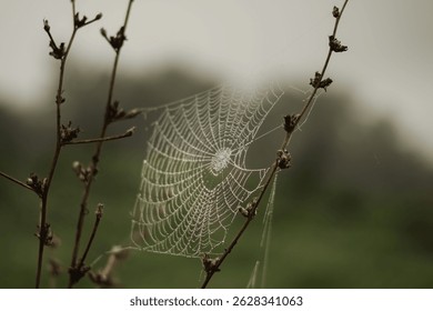 A selective focus of spider web between two stems in a gloomy morning