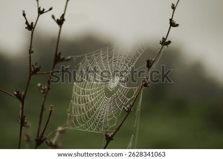 A selective focus of spider web between two stems in a gloomy morning