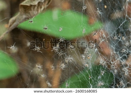 selective focus spiders, lots of small spiders, spider web texture background in the forest