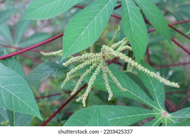 12,092 Spinach in flower Images, Stock Photos & Vectors | Shutterstock