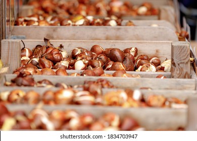 Selective focus of stacked group of tulip bulbs display in wooden box for sale at flowers market, Tulip bulbs look like onions, Best souvenirs from Amsterdam, Netherlands.