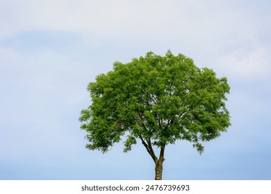 Selective focus of standing tree with green leaves in spring under white grey cloudy sky, Fraxinus excelsior or European ash, A flowering plant species in the olive family Oleaceae, Natural background