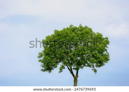 Selective focus of standing tree with green leaves in spring under white grey cloudy sky, Fraxinus excelsior or European ash, A flowering plant species in the olive family Oleaceae, Natural background