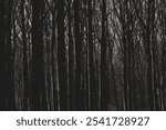 Selective focus of standing tree trunks in wood with leafless in dark tone, Bare branches trees in late autumn beginning of winter, Countryside forest in Netherlands, Nature pattern texture background