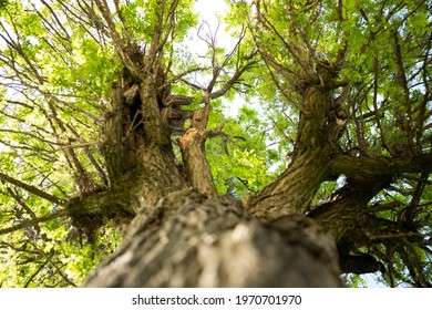 (Selective focus) Stunning view of an Acacia tree with the defocused trunk in the foreground. Acacia, commonly known as the wattles or acacias, are native to tropical regions of the World.