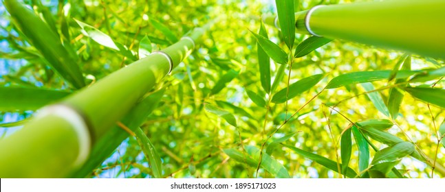 (Selective focus) Stunning view of a defocused bamboo forest during a sunny day. Arashiyama Bamboo Grove, Kyoto, Japan. Natural, green background with copy space. 