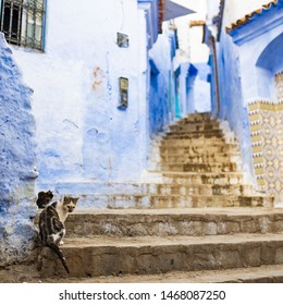 (Selective focus) Stunning view of two cute cats sitting on a narrow alleyway with the striking, blue-washed buildings. Chefchaouen, or Chaouen, is a city in the Rif Mountains of northwest Morocco.