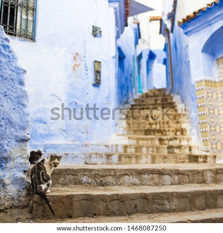 (Selective focus) Stunning view of two cute cats sitting on a narrow alleyway with the striking, blue-washed buildings. Chefchaouen, or Chaouen, is a city in the Rif Mountains of northwest Morocco. Stock fotó © 