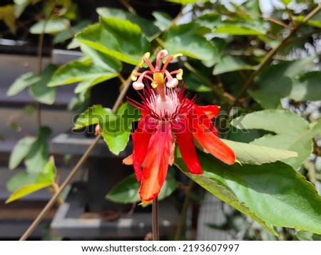 Selective focus surface of a  red flower with green leaves in the park. Flat lay. Natural background.