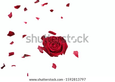 In selective focus of a sweet red rose flower blossom with a group of corollas on white isolated background with copy space 
