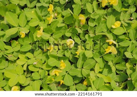 Selective focus of talang kuning flower (clitorea ternatea)