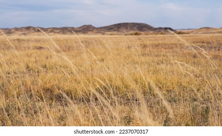 Selective focus of tall grass waving in the wind. Golden grass. Beautiful savannah landscape with amazing cloudy sky. Grasslands wide panorama with autumn grass field and mountains in background. - Shutterstock ID 2237070317