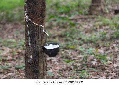 3,750 Latex sap Images, Stock Photos & Vectors | Shutterstock