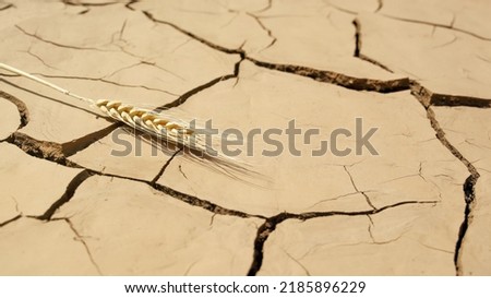 Selective focus, textured surface of soil erosion, single stalk of wheat, concept of drought and crop failure, global food crisis