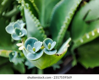 Selective focus of tiny sprouts Kalanchoe Pinnata plant with mother leaf blur background.  Tiny sprouts growing from the mother plant.  Mother of thousands (Cocor Bebek) macro close up