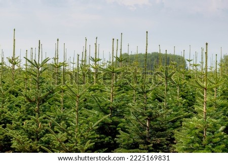 Selective focus the top of Black spruce plants or Christmas tree in farm or field under blue clear sky, Picea mariana is a species of spruce tree in the pine family, Nature background.