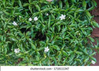 Selective Focus Top View Of Green Leaves With White Gardenia In Home Garden