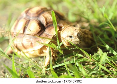 Selective Focus, Tortoise With Blur Background. Content Contains Chrominance Noise, Luminance Noise, Sharpening Noise, Or Film Grain