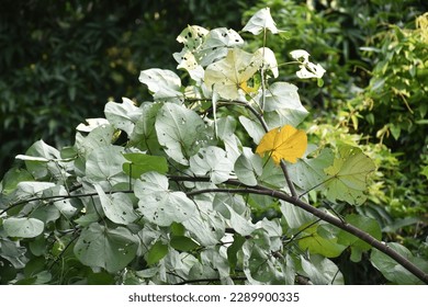 selective focus of tree branches and leaves turning yellow, with low light blurry leaves and trees as background