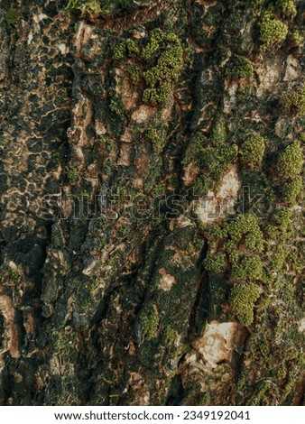 Selective focus of a tree skin texture.