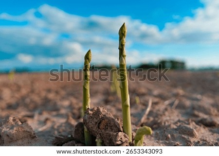 A selective focus of two Asparagus sprouts blooming in a field