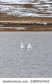 Selective focus. Two swans diving for feed. Hide your head, symbolic photo. Swan with his butt facing the camera, vertical view.