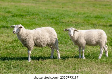 Selective focus of two young sheeps on polder with green meadow, Ovis aries are quadrupedal ruminant mammals typically kept as livestock, Lamb on the grass field in summer, Countryside in Netherlands. - Shutterstock ID 2330793197