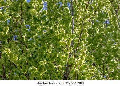 Selective focus of Ulmus minor samarae on the tree, Elm flowers in early spring, Elms are deciduous and semi-deciduous trees comprising the flowering plant genus Ulmus in the plant family Ulmaceae.