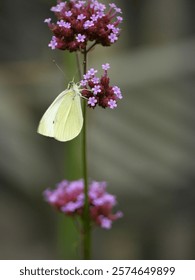 A selective focus vertical image of a light yellow butterfly on purple Verbena