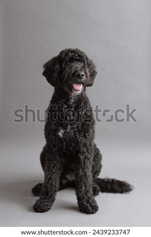 Selective focus vertical view of cute black Bernedoodle looking up with eager expression while sitting on grey seamless background
