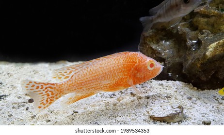 Selective Focus View Of Albino Strawberry Red Or Orange Peacock Cichlid (Aulonocara, African Cichlid) In The Fresh Water Tank.