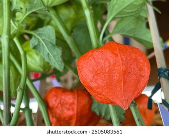 Selective focus view of Alkekengi officinarum, also known as the bladder cherry, Chinese lantern, Japanese-lantern, strawberry groundcherry, winter cherry, alchechengi berry, or Klabuster cherry  - Powered by Shutterstock