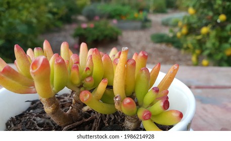 Crassula Gollum Imagenes Fotos De Stock Y Vectores Shutterstock