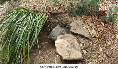 Selective Focus View Of Baby Wombat In The Park. It Is Short-legged, Muscular Quadrupedal Marsupials That Are Native To Australia. An Extant Species Are Members Of The Family Vombatidae