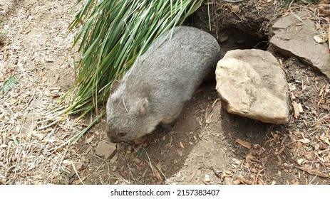 Selective Focus View Of Baby Wombat In The Park. It Is Short-legged, Muscular Quadrupedal Marsupials That Are Native To Australia. An Extant Species Are Members Of The Family Vombatidae