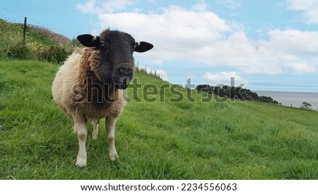 Selective focus view of the blackhead Persian Sheep in the farm 