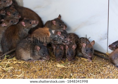 Selective focus view of brown rats in a farm