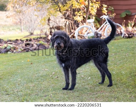 Selective focus view of dark coated German Wirehaired Pointer standing outdoors in the fall staring with friendly expression 