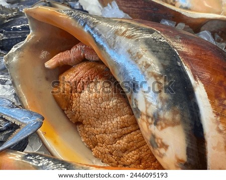 Selective focus view of fresh raw False Bailer Shell also known as Umbilicate Melon Shell . It is a large, smooth, oval, spiral-coiled shells are cream-coloured with orange-brown zigzag marking