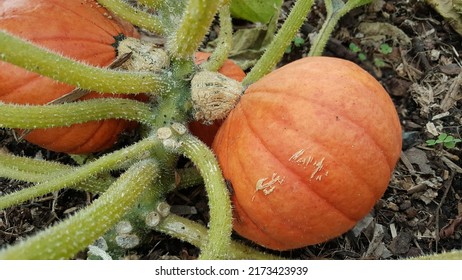 Selective Focus View Of The Gourd Plant, Pumpkin, Winter Squash Growing At Community Vegetable Garden Or Home-based Organic Rooftop Garden.