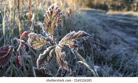 Selective focus view of green leaf covered by ice crystal in the winter morning.  Frost winter leaves, frozen leaf, cold weather.