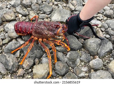 SELECTIVE FOCUS view of a hand with a glove grabbing a live Tasmanian Southern Red Rock Lobster or Crays on the rocky seashore area. They are freshly caught from the sea. It is a salt-water fish