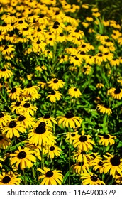 Selective focus view of a large group of Black-eyed Susan Flowers