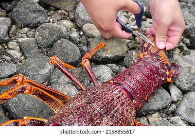 SELECTIVE FOCUS view of a man cutting the tail of live Tasmanian Southern Red Rock Lobster or Crays on the rocky seashore area. They are freshly caught from the sea. Recreational rule, fishing rule.