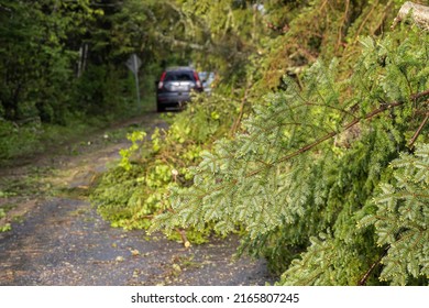 Selective focus view on a main road as pine trees are seen causing obstructions for drivers after high winds. Blurry cars are seen in background.