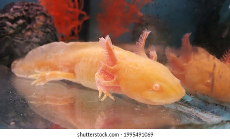 Albino Salamander Hd Stock Images Shutterstock