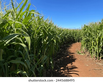 Selective focus view of organic sweet corn plant with green leaves and corn on the cob in leaves hauled in on the corn field at community vegetable garden or corn farm - Powered by Shutterstock